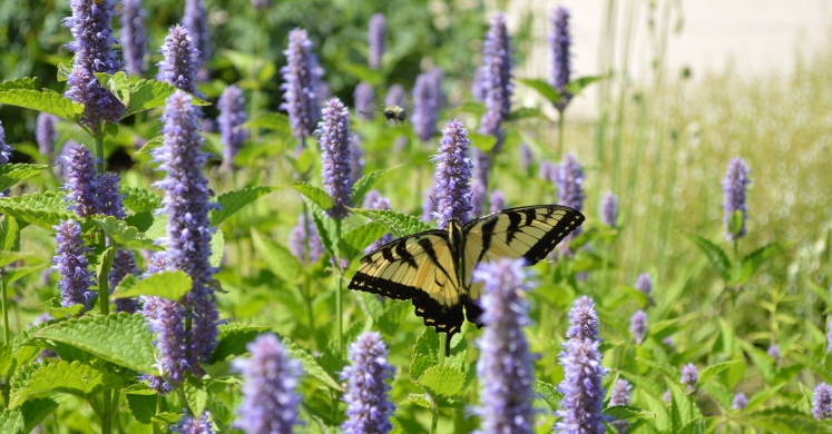 #bioPGH Blog: Blue Giant Hyssop