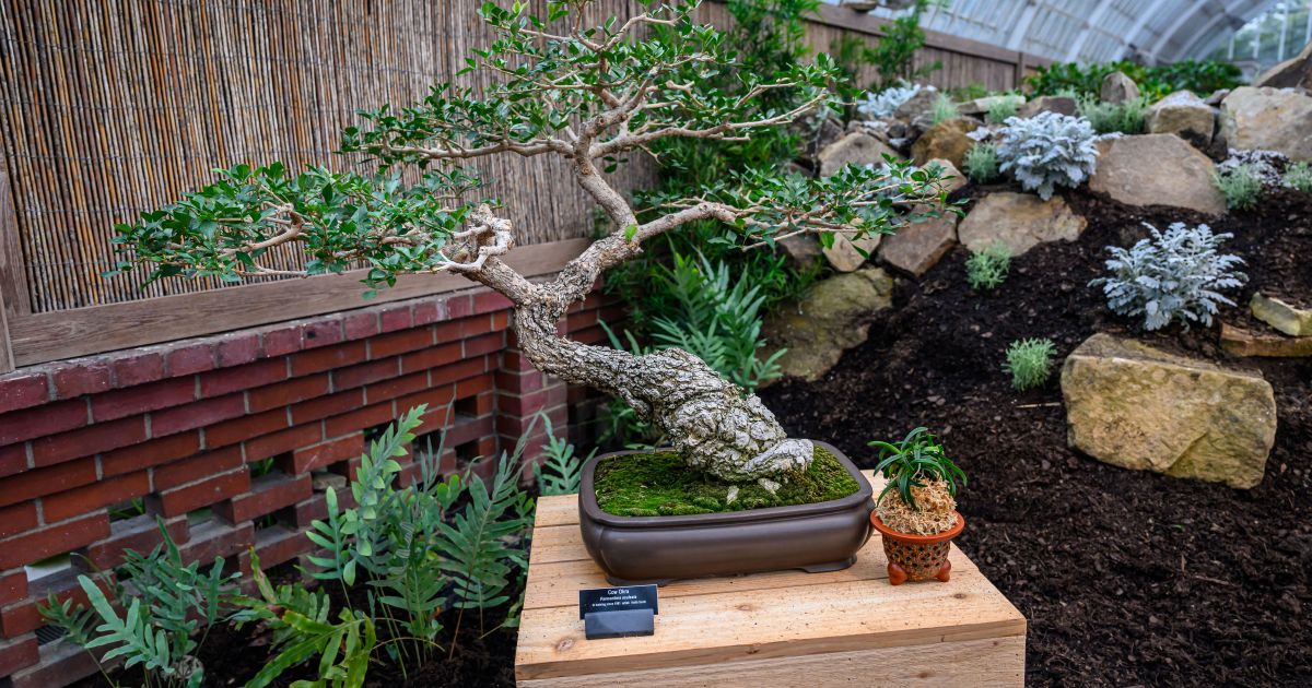 Behind the Scenes of Phipps' Beautiful Bonsai | Phipps Conservatory and  Botanical Gardens | Pittsburgh PA