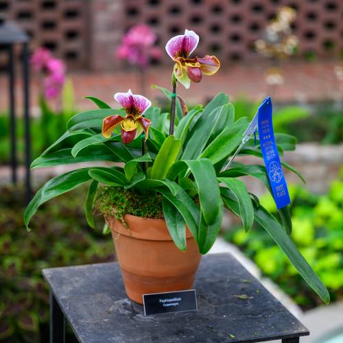 Phipps Orchids Receive National Awards!