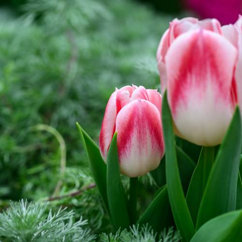 Floriography: A Bloom for Every Mood!