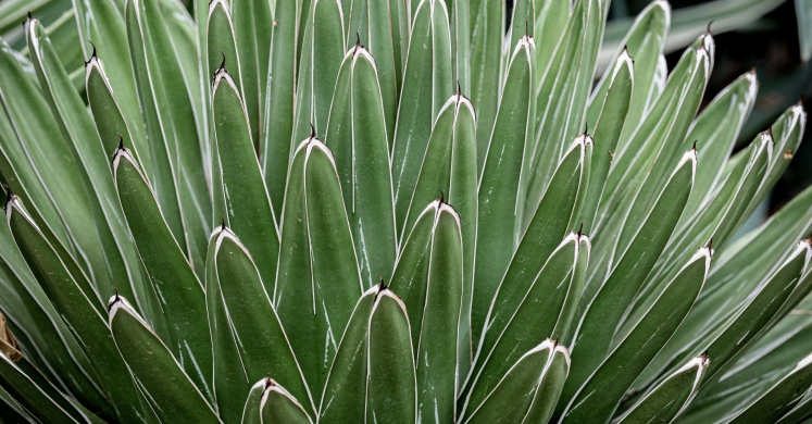 This Week at Phipps: Aug. 5 – 11 This Week at Phipps: Aug. 5 – 11