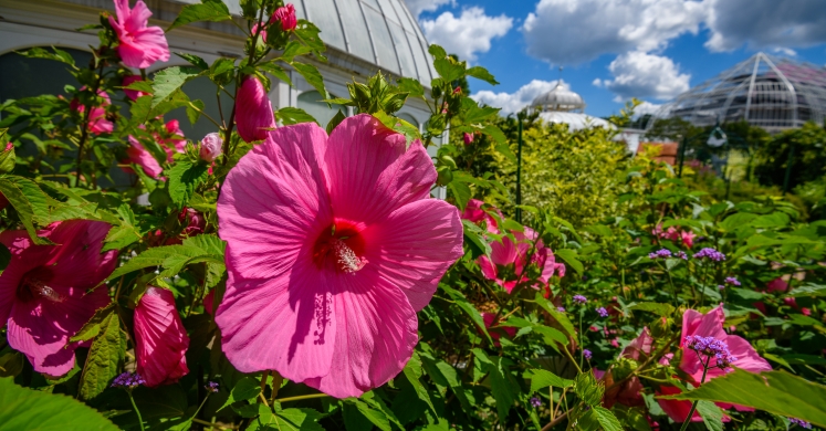 This Week at Phipps: July 23 – 29 This Week at Phipps: July 23 – 29
