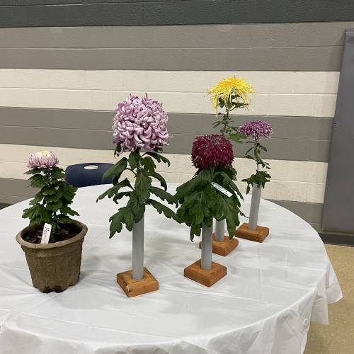 A Trip the 49th Annual ODCS Chrysanthemum Exhibition