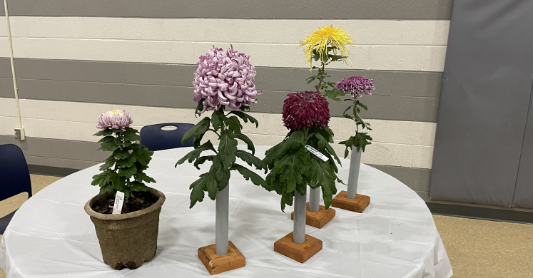 A Trip the 49th Annual ODCS Chrysanthemum Exhibition