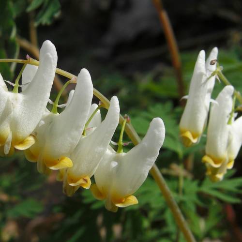 #bioPGH Blog: Dutchman’s Breeches