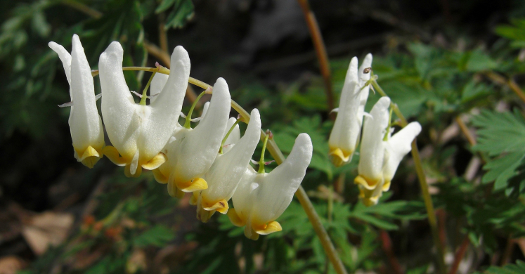 #bioPGH Blog: Dutchman’s Breeches #bioPGH Blog: Dutchman’s Breeches