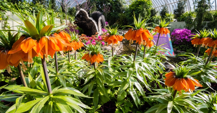 This Week at Phipps: March 26 – April 1 This Week at Phipps: March 26 – April 1