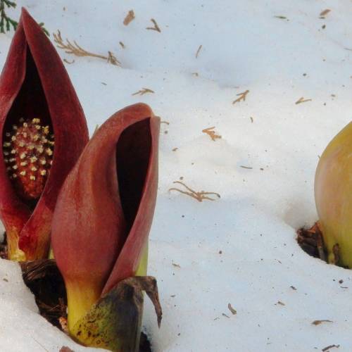 #bioPGH Blog: Skunk Cabbages: Our Stinky Little Signs of Spring