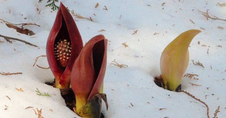 #bioPGH Blog: Skunk Cabbages: Our Stinky Little Signs of Spring