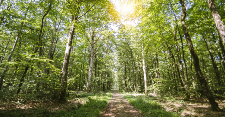 #bioPGH Blog: A Sunny Day in the Food Web #bioPGH Blog: A Sunny Day in the Food Web