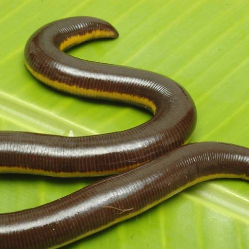 #bioPGH Blog: Amphibian Development, Part Three – Caecilians