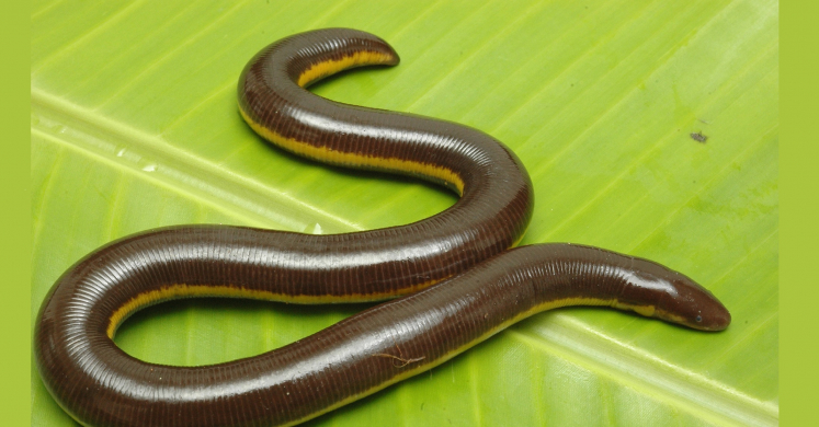 #bioPGH Blog: Amphibian Development, Part Three – Caecilians