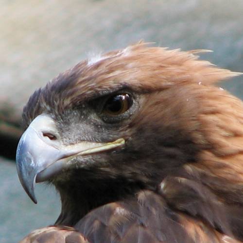 #bioPGH blog: Golden Leaves Mean Golden Eagles