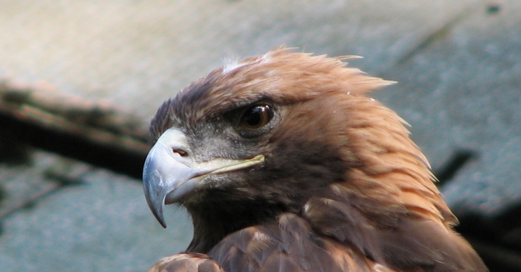 #bioPGH blog: Golden Leaves Mean Golden Eagles