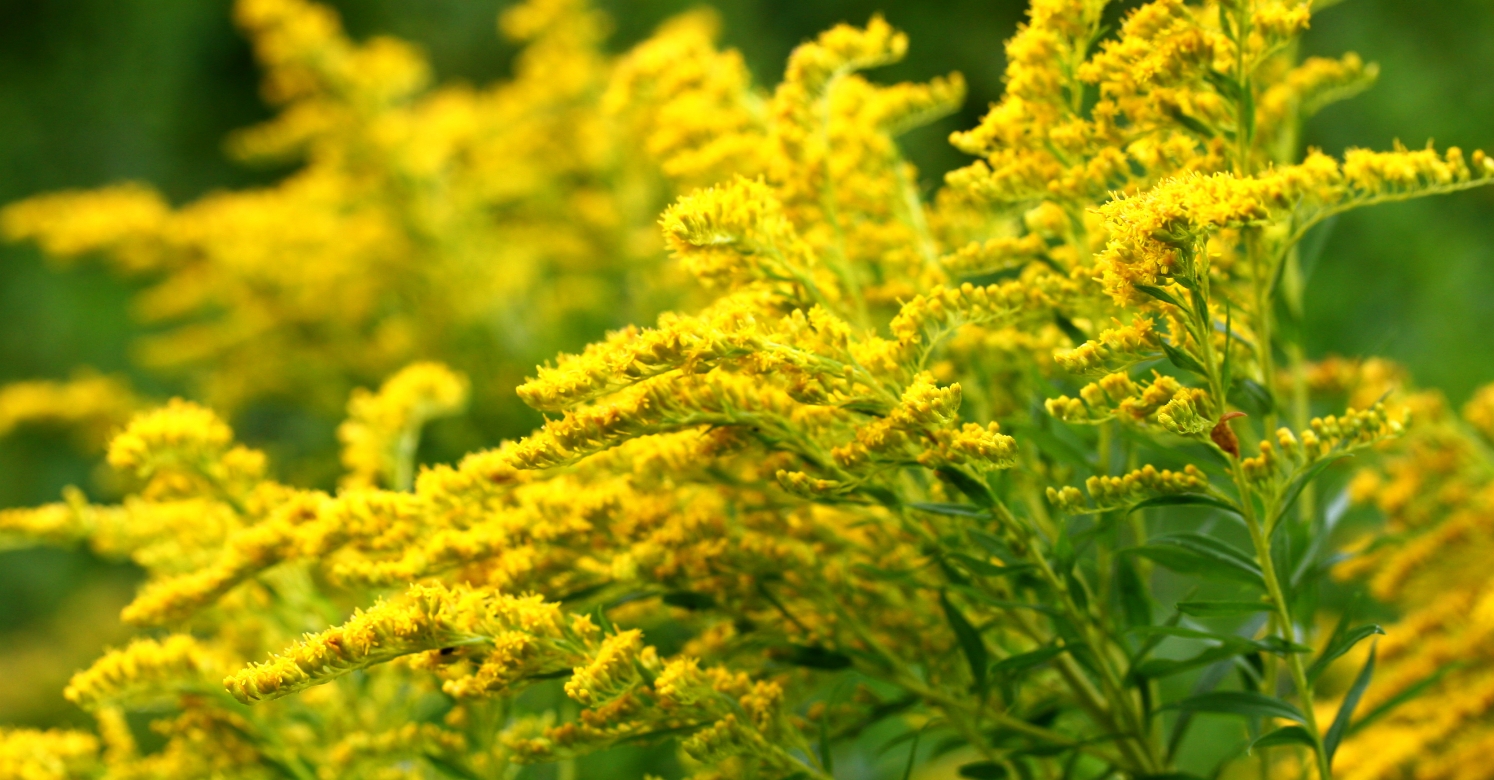 Dried Solidago Goldenrod Flowers  Natural Wildflowers at