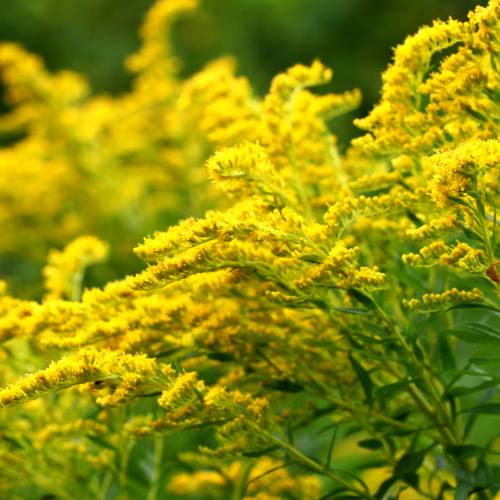 #bioPGH Blog: Goldenrod