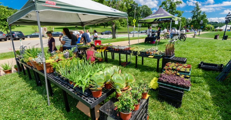 At the Market: Pure Energy Succulents