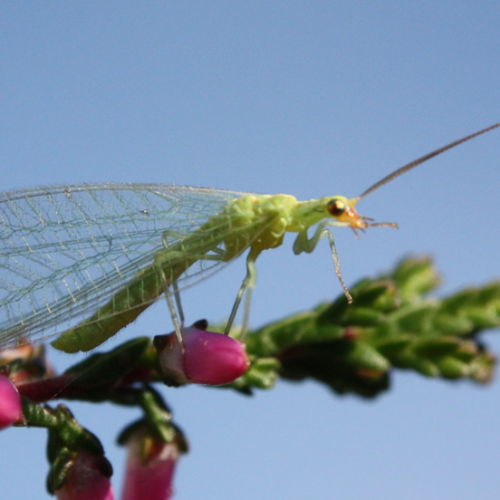 Getting to Know Beneficial Insects