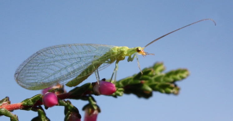 Getting to Know Beneficial Insects Getting to Know Beneficial Insects
