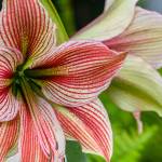 This Week at Phipps March 13 - 19