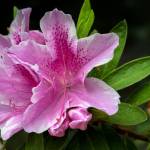 This Week at Phipps March 27 - April 2