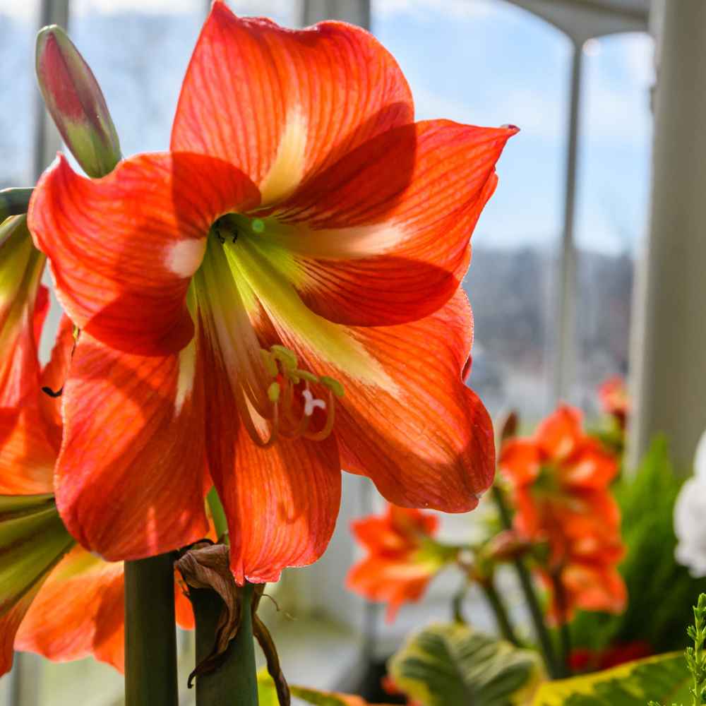 Blog Phipps Conservatory and Botanical Gardens Pittsburgh PA