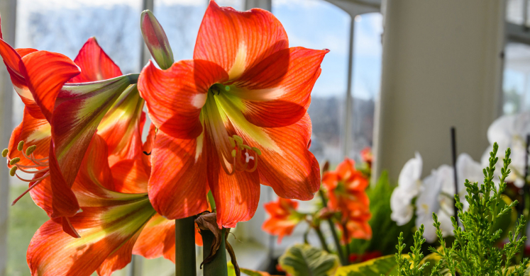 This Week at Phipps: Nov. 28 - Dec. 4 This Week at Phipps: Nov. 28 - Dec. 4