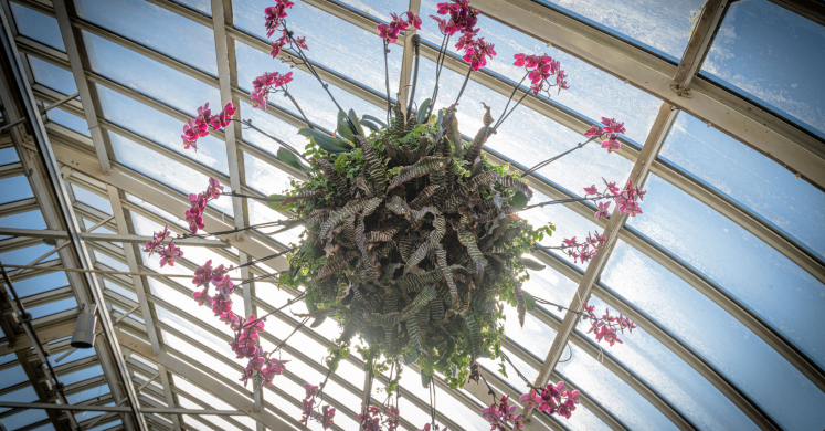 This Week at Phipps Feb. 13 - 19