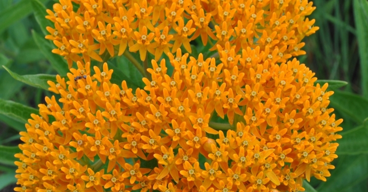 #bioPGH Blog: Wild About Wildflowers #bioPGH Blog: Wild About Wildflowers