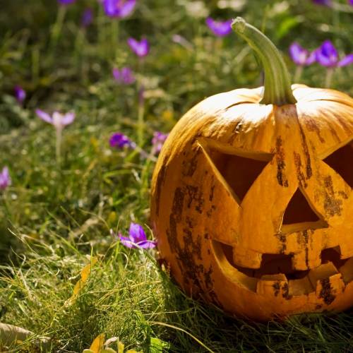 Enter the Healthy Halloween Photo Contest for a Chance to Win a Phipps Family Membership