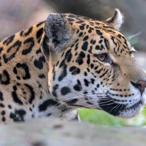 Jungle Creatures and Fantastic Features: Jaguars