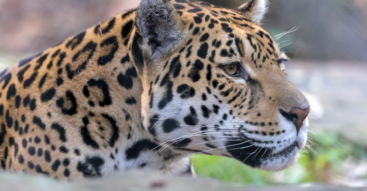 Jungle Creatures and Fantastic Features: Jaguars Jungle Creatures and Fantastic Features: Jaguars