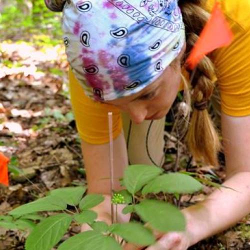 Botany in Action at Phipps