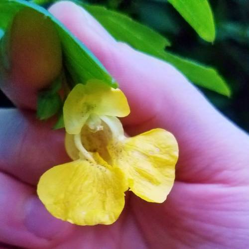 #bioPGH Blog: Jewelweed