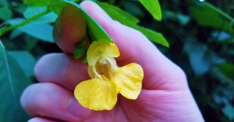 #bioPGH Blog: Jewelweeds - The Plant with a Pop! #bioPGH Blog: Jewelweeds - The Plant with a Pop!