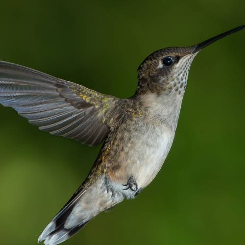 #bioPGH Blog: When a Migratory Bird Needs Road Trip Snacks