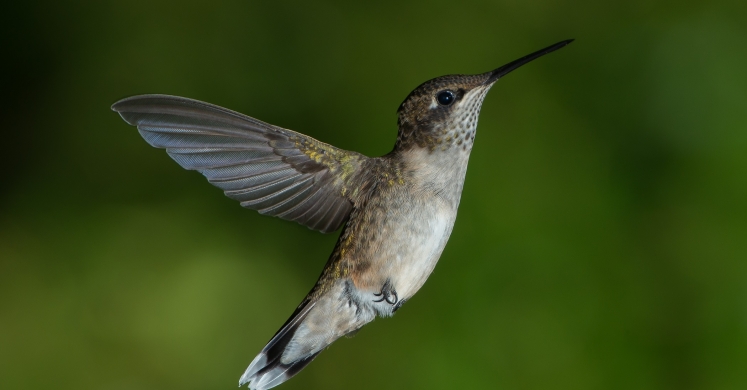 #bioPGH Blog: When a Migratory Bird Needs Road Trip Snacks