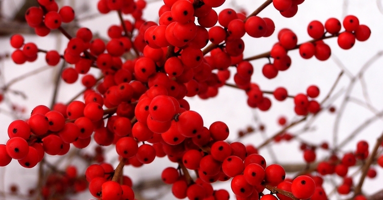 #bioPGH Blog: Winter’s Winterberries #bioPGH Blog: Winter’s Winterberries