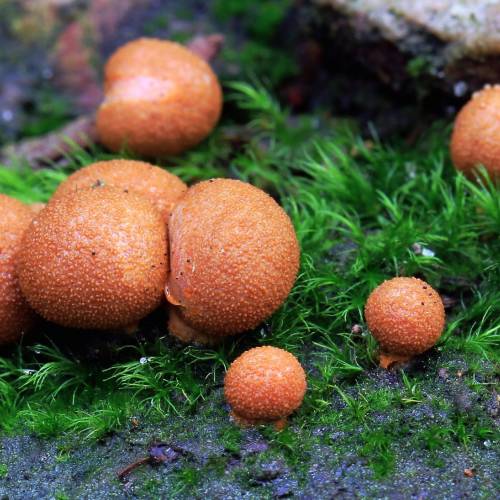 #bioPGH Blog: Slime Molds