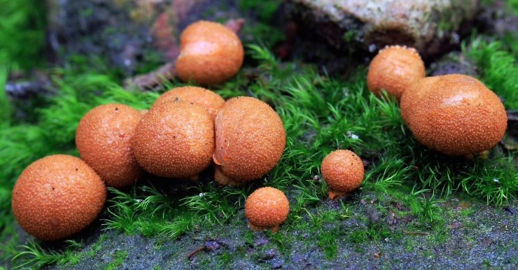 #bioPGH Blog: Slime Molds