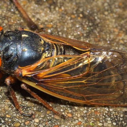 #bioPGH Blog: Cicada Summer
