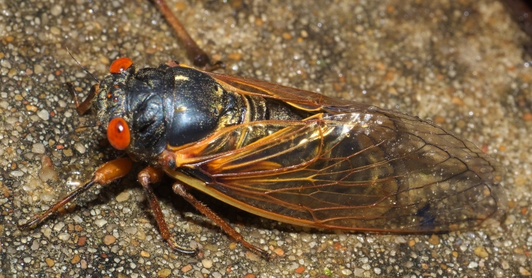 #bioPGH Blog: Cicada Summer