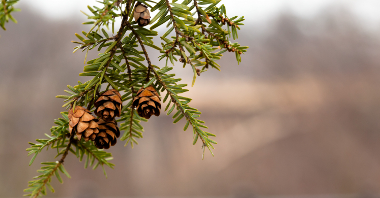 #bioPGH Blog: Eastern Hemlock #bioPGH Blog: Eastern Hemlock