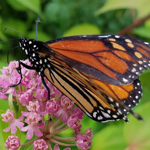 #bioPGH Blog: Monarchs in Winter
