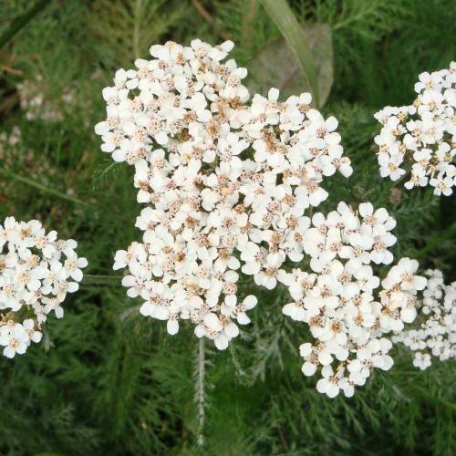 #bioPGH Blog: Common Yarrow