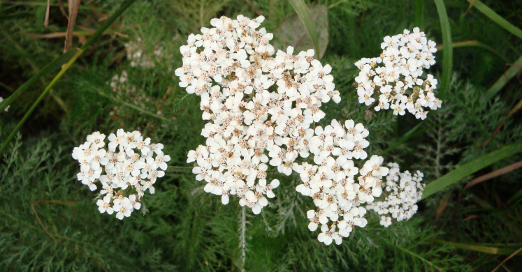 #bioPGH Blog: Common Yarrow #bioPGH Blog: Common Yarrow