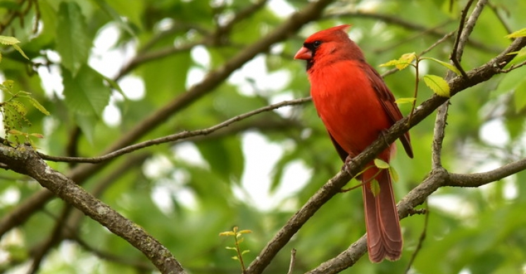 #bioPGH Blog: What to Make of the Bird Decline Headlines