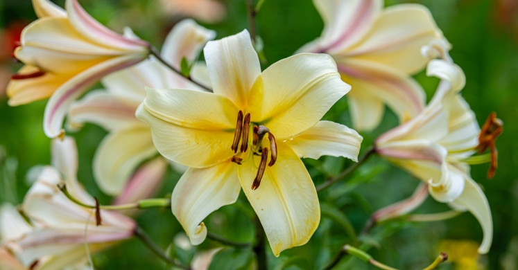 This Week at Phipps: July 8 - 14 This Week at Phipps: July 8 - 14