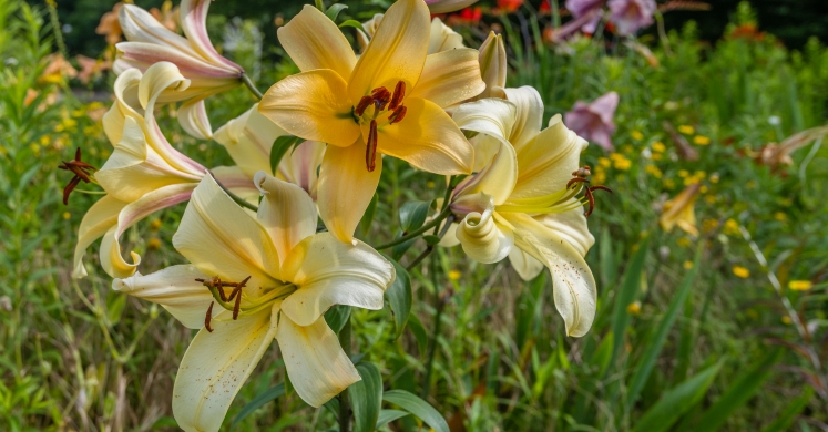 This Week at Phipps: July 16 – 22 This Week at Phipps: July 16 – 22