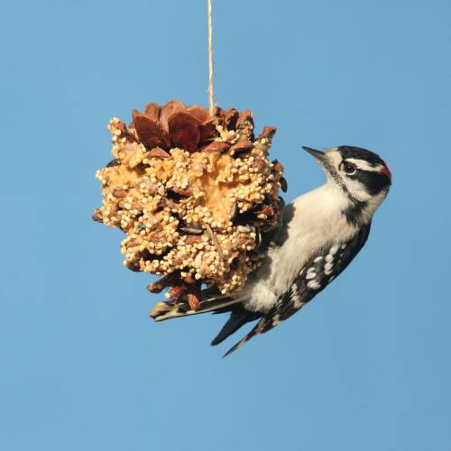 Winter Bird Feeders